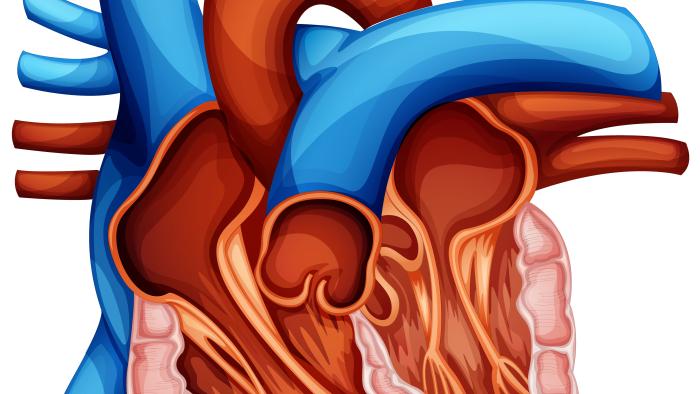 Canal auriculoventricular a Vall d'Hebron