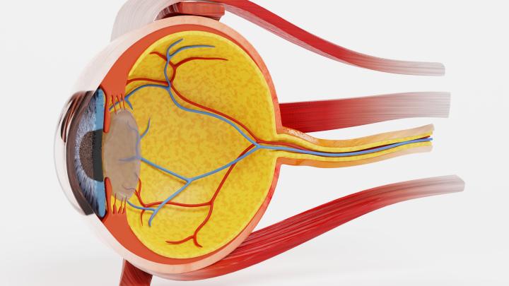 Trasplantament Còrnia